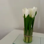 Alea